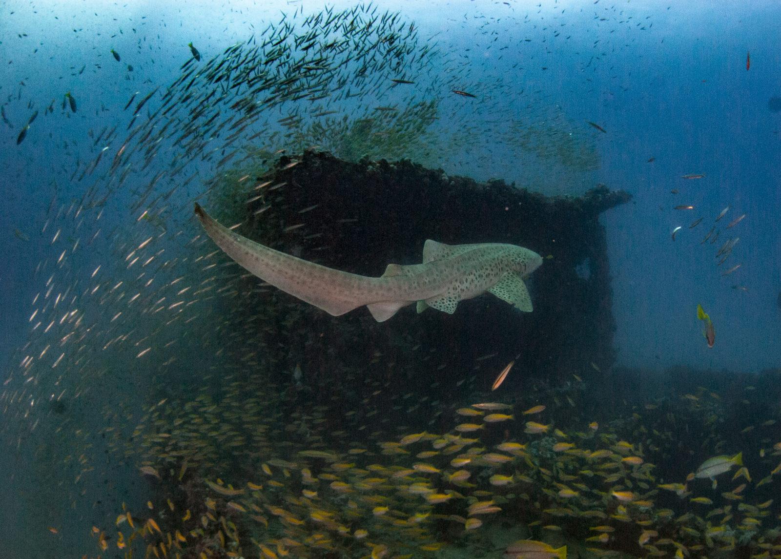 Reef Guardian of the Spectacular Lankayan Waters