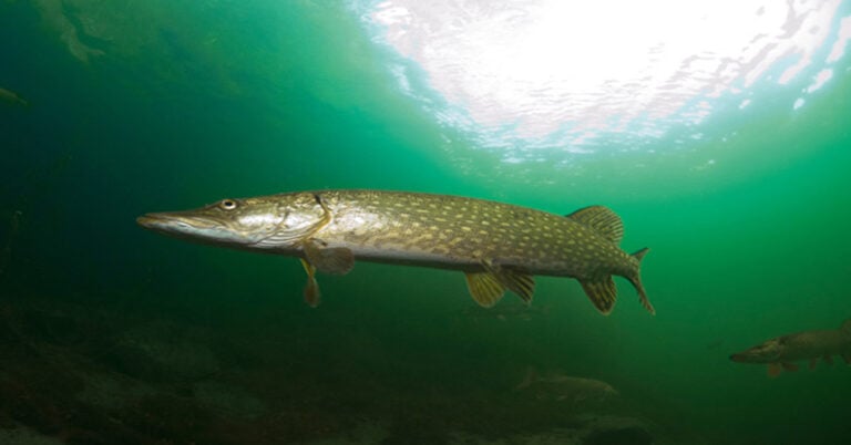 Pike in the gloom, ready to spawn, f5 1/60, ISO 640.