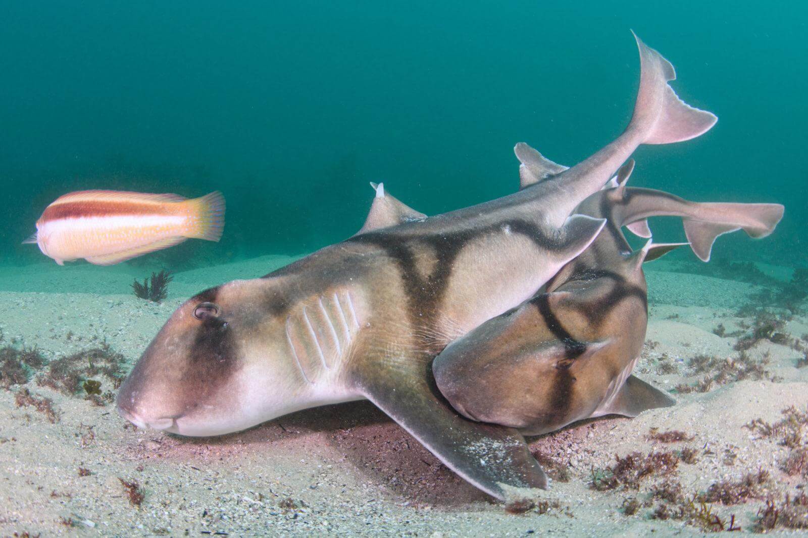 Rare Images of Port Jackson Sharks Mating 2 Port Jackson Sharks Mating
