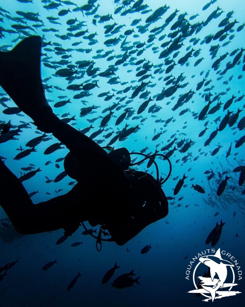 Aquanauts Grenada