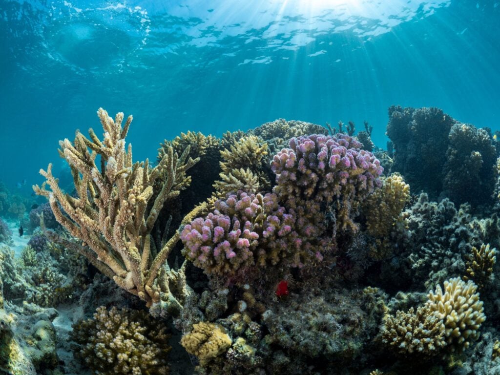 Red Sea