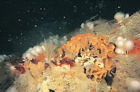 Ross coral and dead men’s fingers at Cape Cornwall Bank