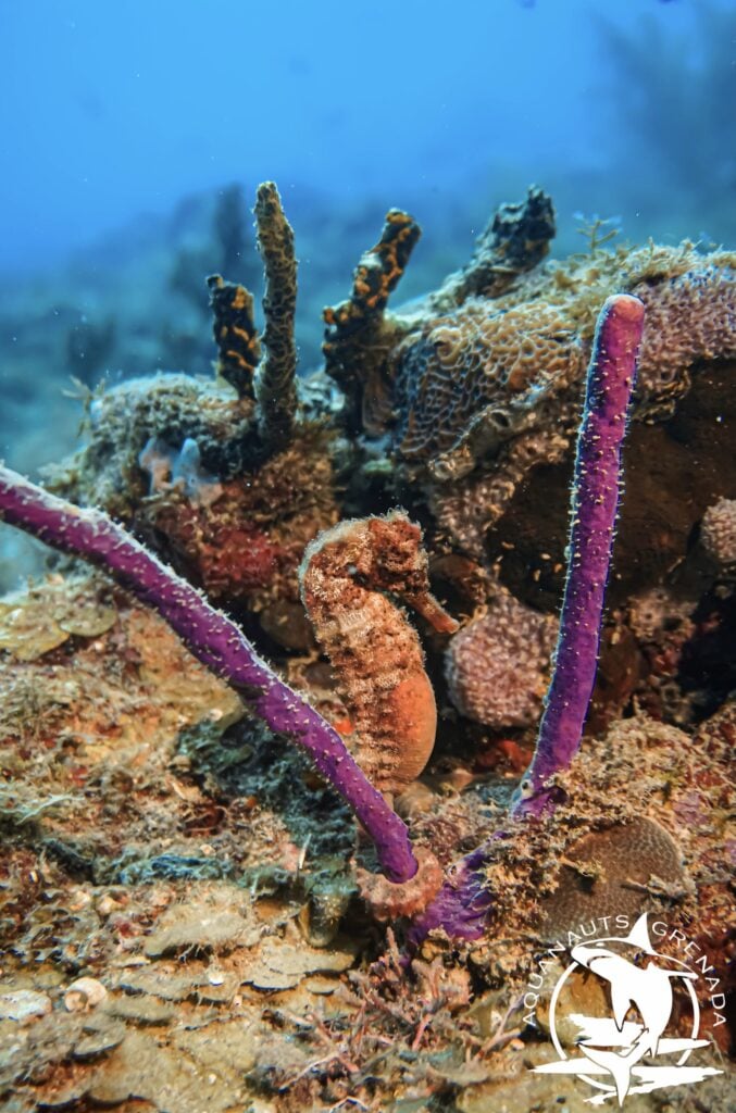 Aquanauts Grenada
