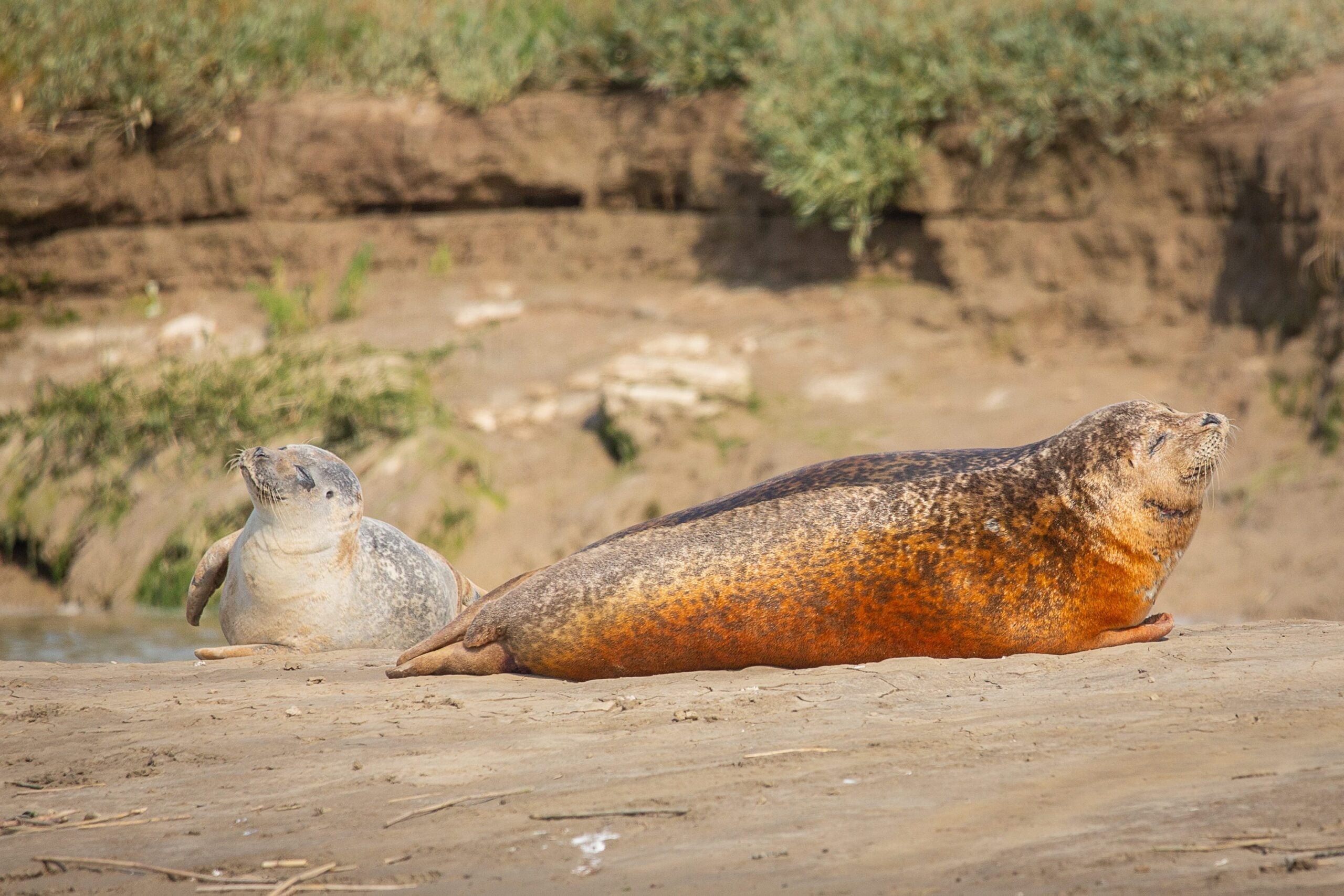 seals