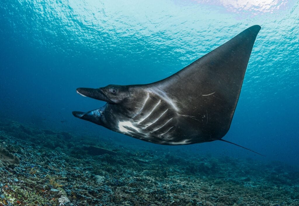 Black manta ray in Komodo National Park