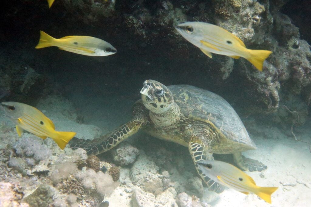 Red Sea