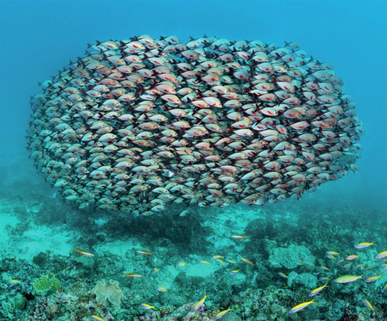 Tightly packed school of fish forming neat patterns underwater, perfect for underwater photography schools of fish.