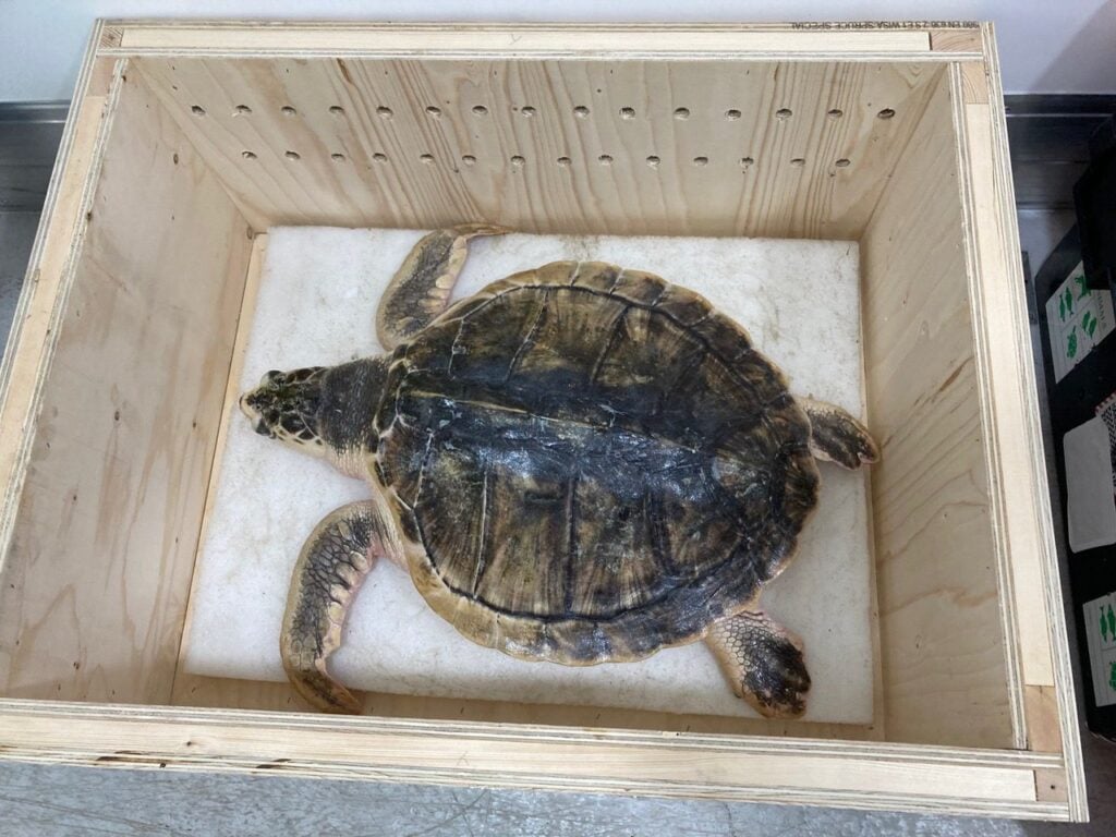 Tally the Kemps Ridley turtle set for release 1 kemps ridley