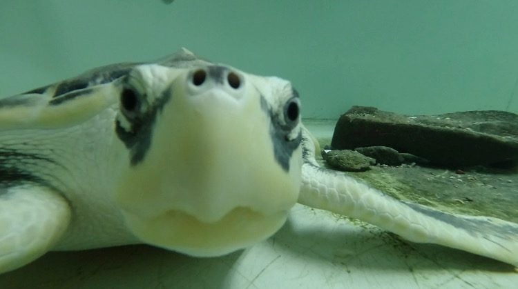 Tally the Kemps Ridley turtle set for release 3 kemps ridley
