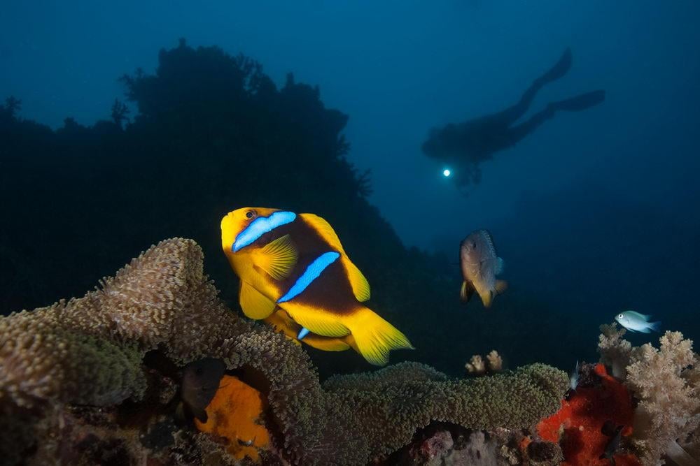 The Bula Bubble