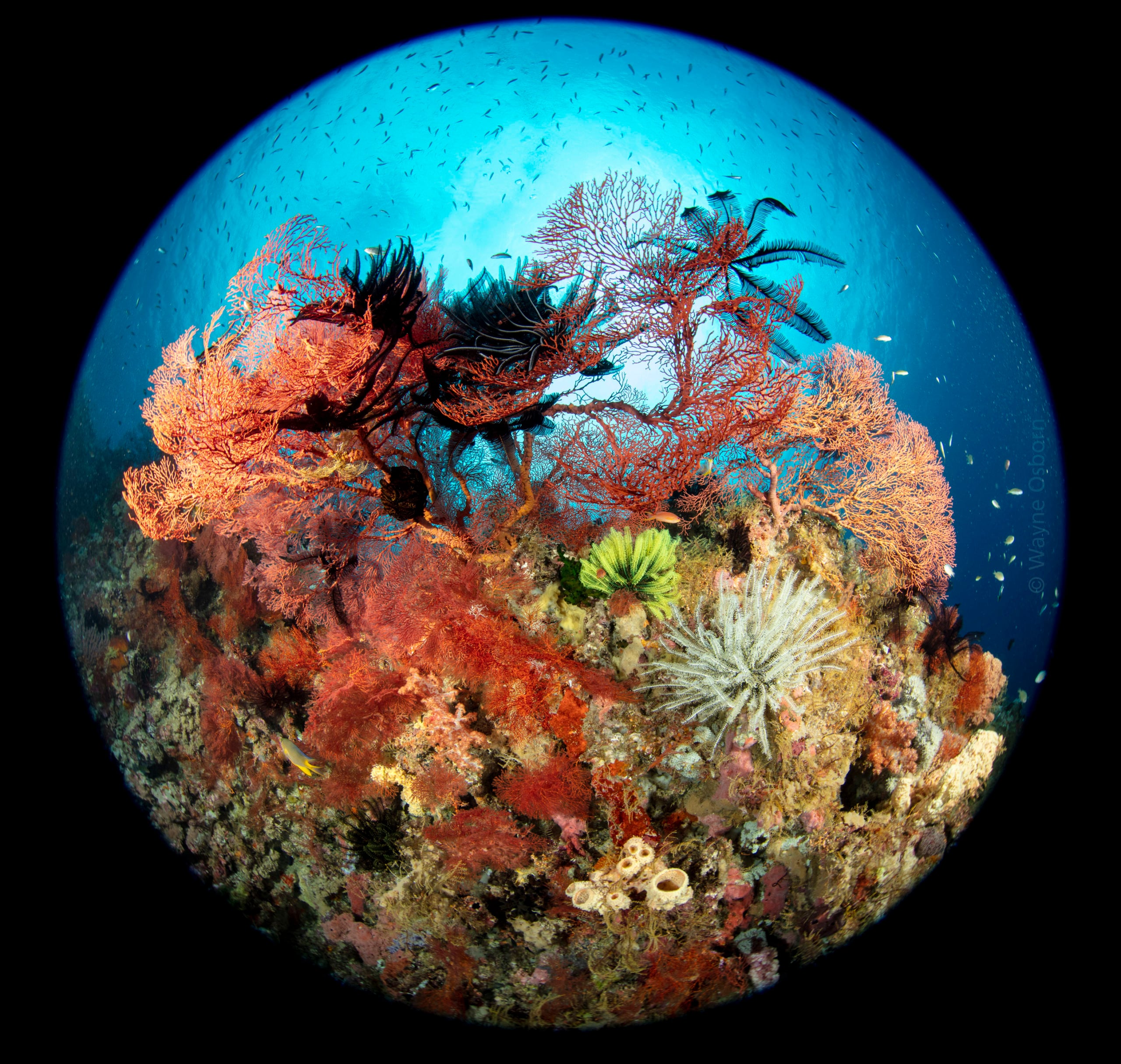 The Underwater Tour Awards 2021 Winners
