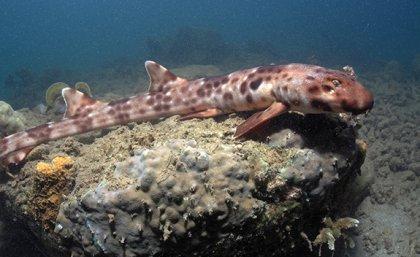Walking shark Hemiscyllium halmahera. Credit: Mark Erdmann