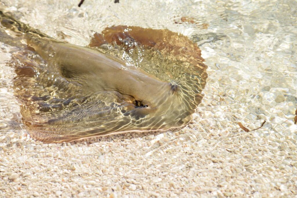 New shark & ray status for outer Seychelles 2 Baby sting ray (Blue Safari Seychelles)