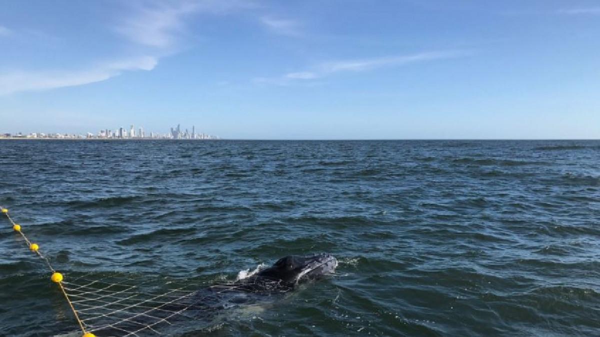 Whale Rescue Could Result in $27000 Fine 1 juvenile humpback whale tangled in shark nets