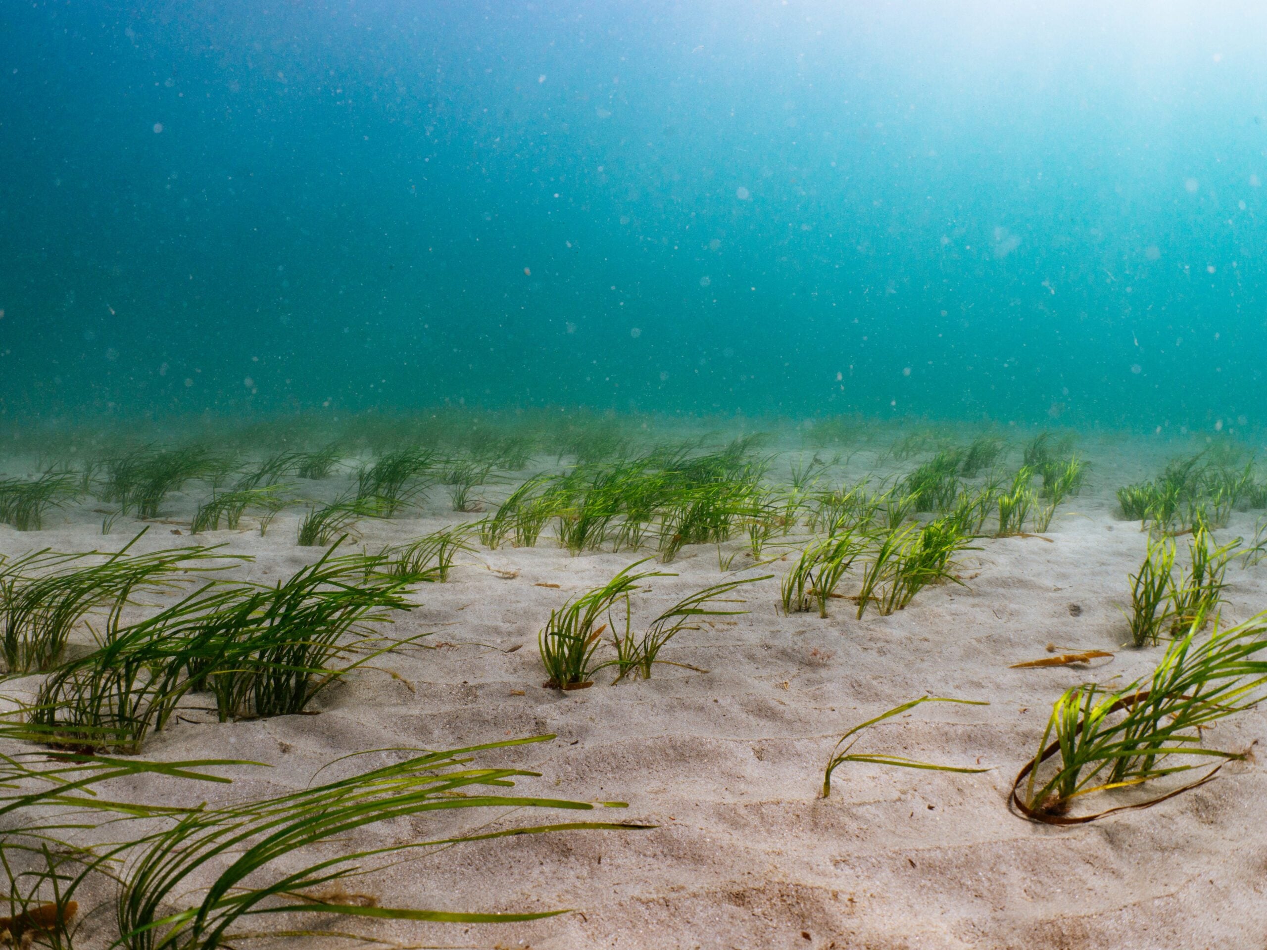 seagrass