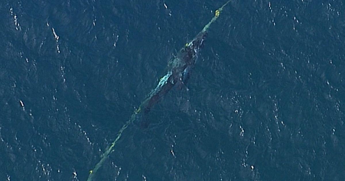 Whale Rescue Could Result in $27000 Fine 2 rescue mission underway to save whale calf stuck in nets