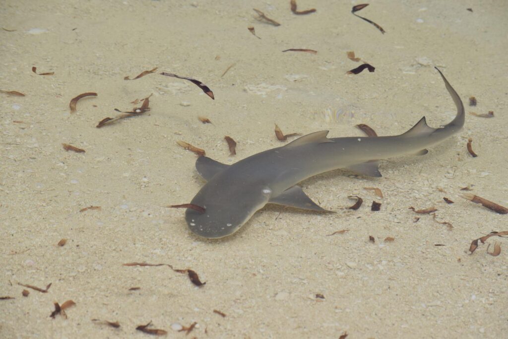 New shark & ray status for outer Seychelles 1 Shark in the shallows (Blue Safari Seychelles)