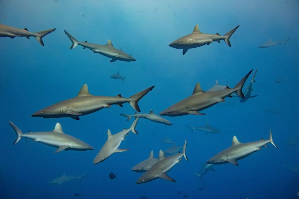 Large school of grey reef sharks off Bokak’s leeward channel (Enric Sala / National Geographic Pristine Seas)