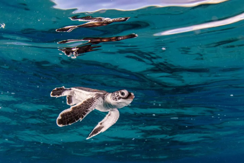 Green turtle hatchling swimming for the first time in the lagoon of Bikar Atoll (Enric Sala / National Geographic Pristine Seas)