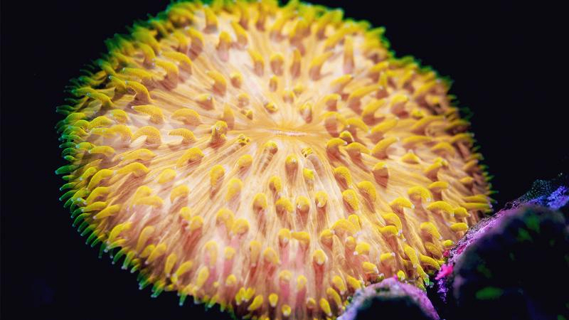 Blue-light motivated: Meet the walking coral