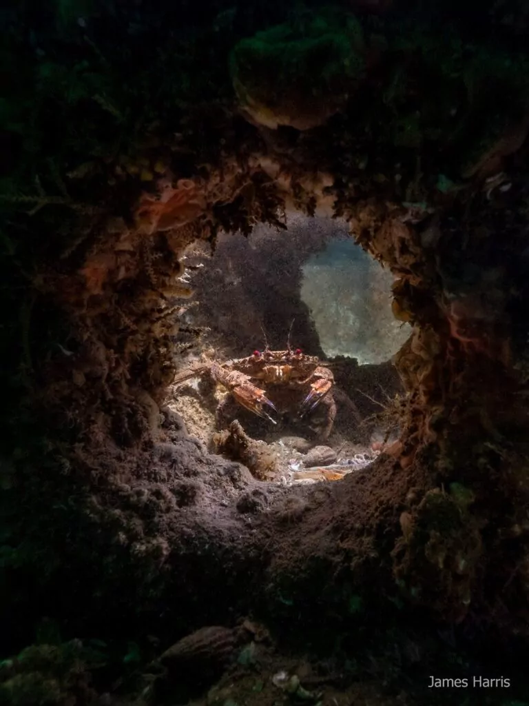 Le foto del subacqueo rivelano i cubi di barriera corallina in azione