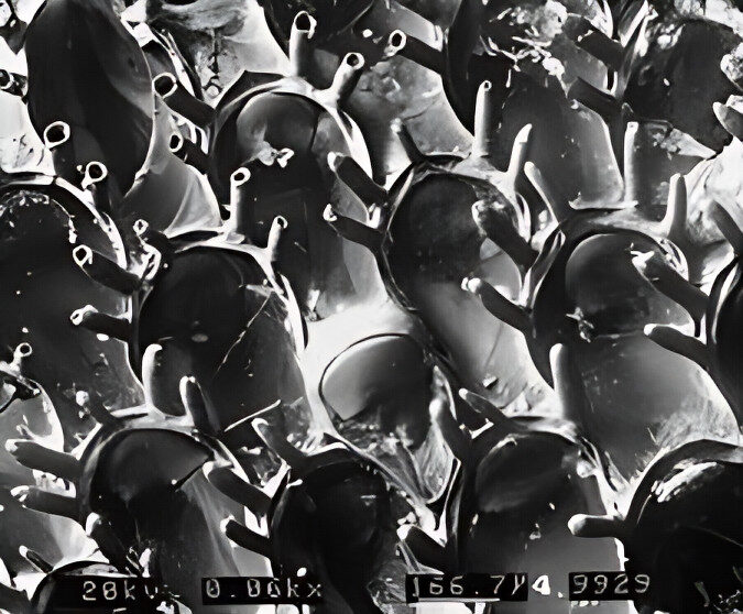 Through the Magnifying Glass: Bryozoans Marine Life Guide 5 bryozoans