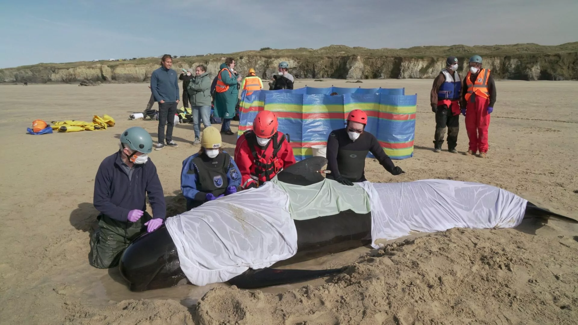 BDMLR makes valiant effort to save stranded pilot whale in Cornwall
