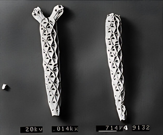 Through the Magnifying Glass: Bryozoans Marine Life Guide 7 Cellaria fistulosa bryozoan colony with spiky branching structure and calcified autozooids – detail from bryozoans marine life guide