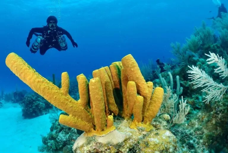 Yellow tube sponge sa Ancla de François