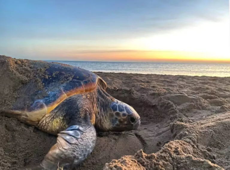 Isang loggerhead turtle nesting (Mollie Rickwood, CC BY-NC-ND)
