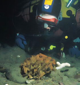 No fish? No wrecks? Nothing to see on your UK reef dive, just a load of mossy brown stuff? Time for some muck-diving, says Cris Little. A magnifier in your BC pocket can transport you into the world of the bryozoan