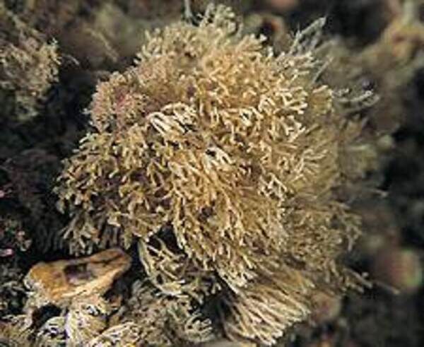 Through the Magnifying Glass: Bryozoans Marine Life Guide 9 0703bryozoans12