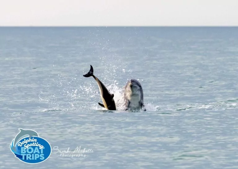 Bottlenose dolphins attack a common dolphin calf (Sarah Michelle Wyer)