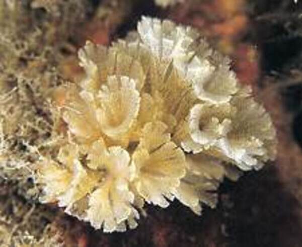 Through the Magnifying Glass: Bryozoans Marine Life Guide 10 Bugula plumosa bryozoan colony forming intricate branching spirals – featured in bryozoans marine life guide