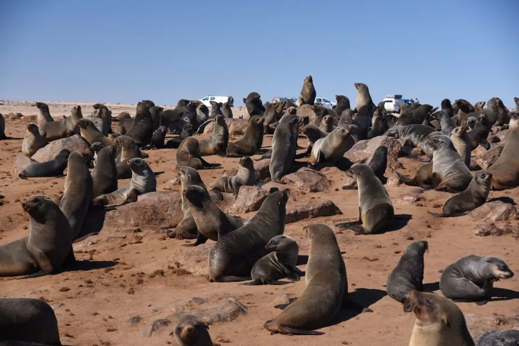 anjing laut bulu? Tidak ada perkara seperti itu! 7 Singa laut bulu tanjung (Arctocephalus pusillus), koloni Cape Cross di Namibia