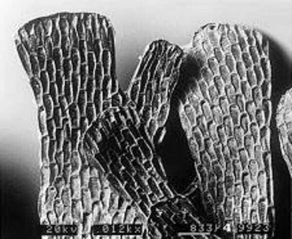 Through the Magnifying Glass: Bryozoans Marine Life Guide 11 Chartella papyracea bryozoan showing simple autozooids with opercula at the top – detail from bryozoans marine life guide