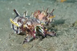 Dive Dauin Festival