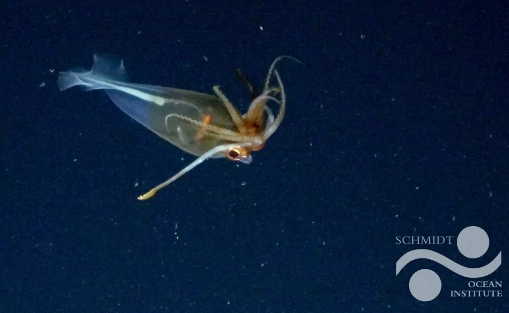 Il-G glacialis trasparenti tqiegħed dirgħajha laxka 'l fuq minn rasha, 'poża tal-cockatoo' osservata b'mod komuni fi klamari tal-ħġieġ ieħor (ROV SuBastian / Schmidt Ocean Institute)