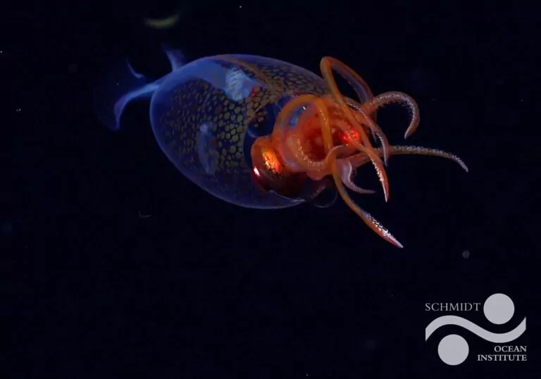 This juvenile colossal squid can grow 7m long and weigh half a tonne (ROV SuBastian / Schmidt Ocean Institute)