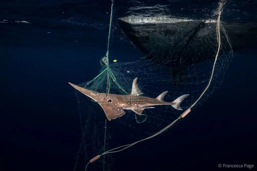 Pagar pescadores para soltar tubarões – há um porém 2 Milhões de tubarões criticamente ameaçados, como este peixe-cunha, morrem todos os anos ao ficarem presos em redes de pesca não seletivas (© Francesca Page)