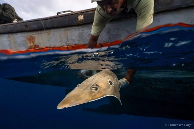 A fisher in KUL’s programme carefully releases a Critically Endangered wedgefish (© Francesca Page)