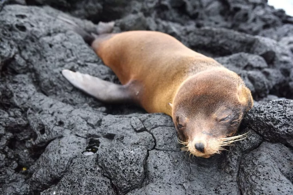 anjing laut bulu? Tidak ada perkara seperti itu! 3 Singa laut bulu Galapagos (Arctocephalus galapagoensis), Santiago Is
