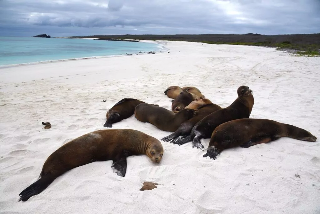 anjing laut bulu? Tidak ada perkara seperti itu! 1 Singa laut Galapagos (Zalophus wollebaeki) di pantai, Espanola Is