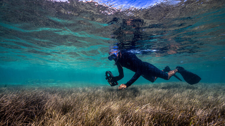 Mauritius Seagrass Meadow Nursery