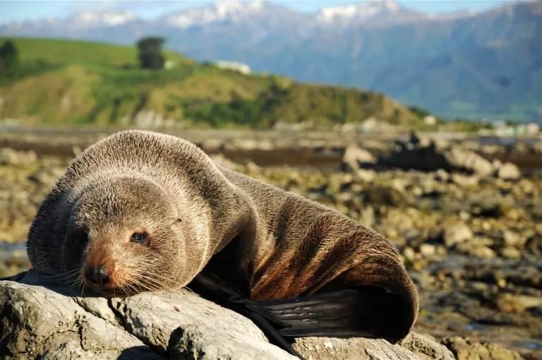 ニュージーランドオットセイ（Arctocephalus forsteri）、カイコウラ、南島