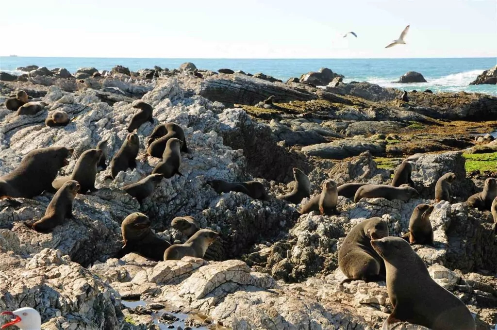 anjing laut bulu? Tidak ada perkara seperti itu! 9 Koloni singa laut berbulu New Zealand, Kaikoura, South Is