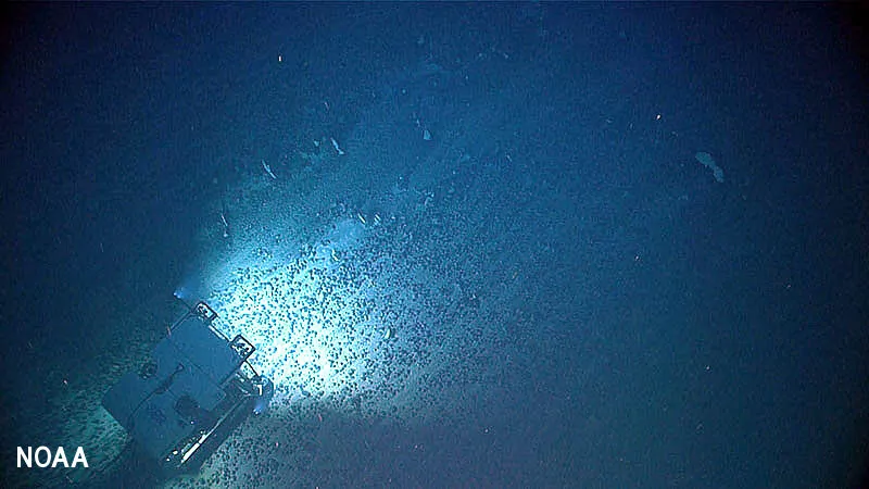 Trump riceve critiche per l'ordine di "estrazione mineraria pirata" in acque profonde 1 ROV Deep Discoverer su un campo di ferromanganese (NOAA)