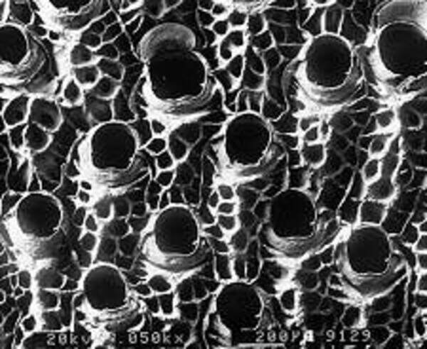Through the Magnifying Glass: Bryozoans Marine Life Guide 12 Pentapora foliacea bryozoan colony showing loss of opercula after bleaching – featured in bryozoans marine life guide