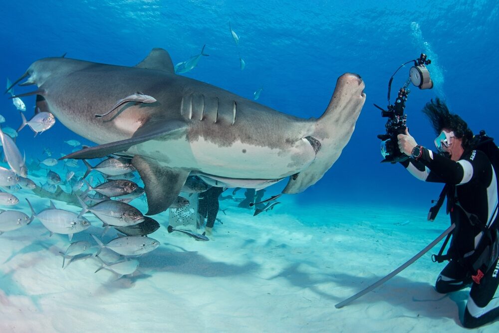 Shark Trust lancia un concorso fotografico gratuito 2 Grande incontro con lo squalo martello