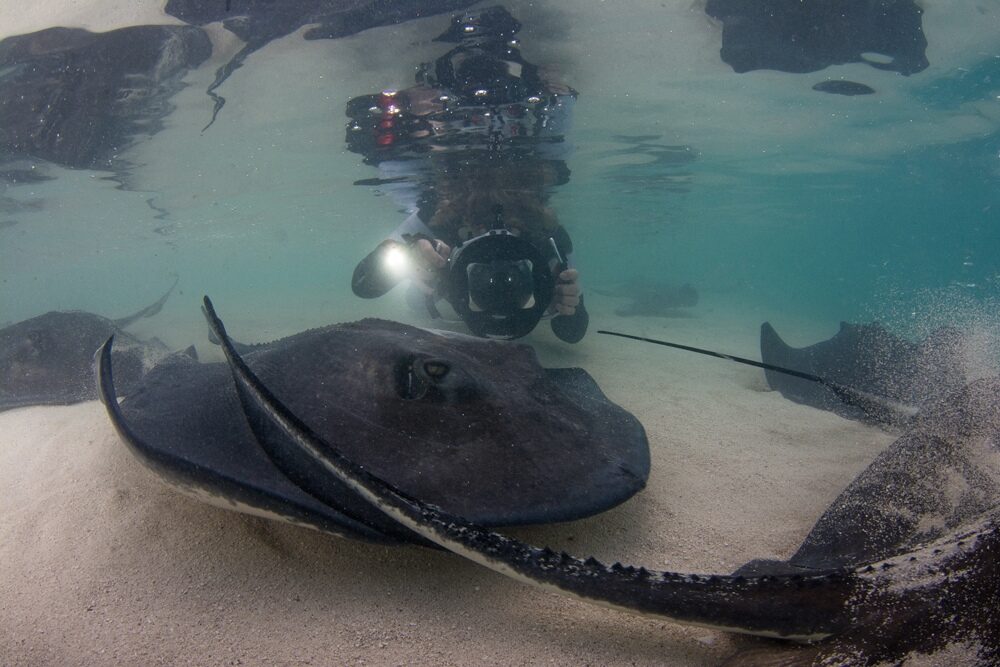 Shark Trust lancia un concorso fotografico gratuito 1 Razze